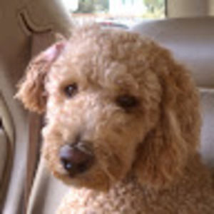 Meet your Posher, Igor